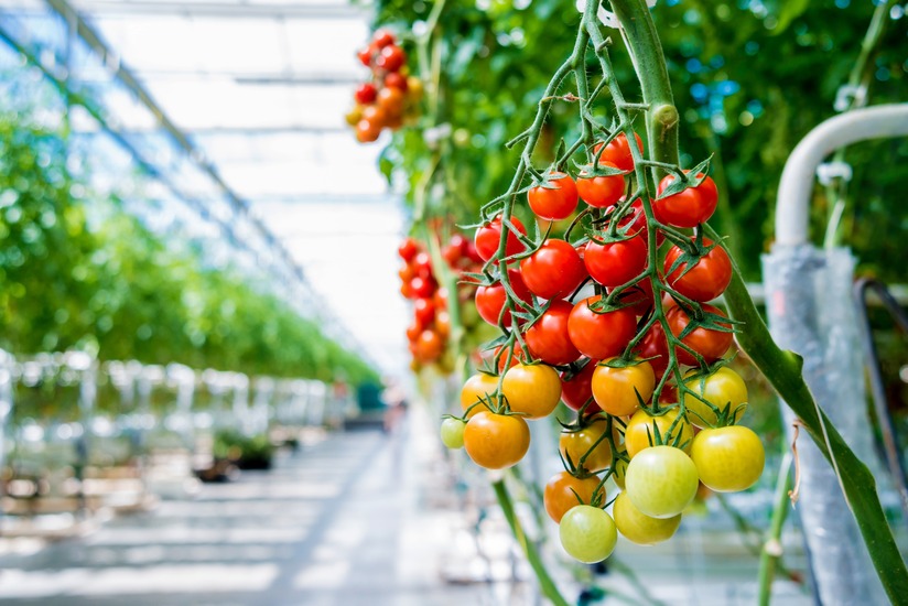 Qatar Targets 30% Rise in Agricultural Productivity With New Greenhouses